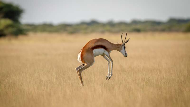 Pronking Springbok in the Central Kalahari Botswana