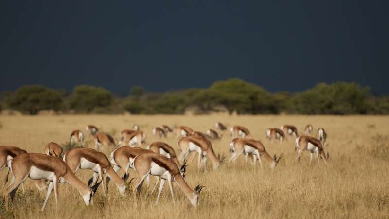 Springbok Herd Feeding in the Central Kalahari
