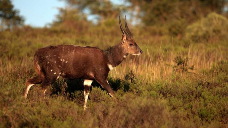 Balule game reserve male nyala