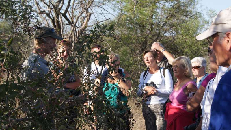 Guided bush walk in balule in the greater kruger national park
