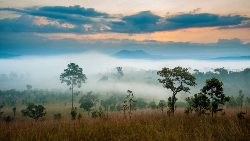 Misty winter morning in balule