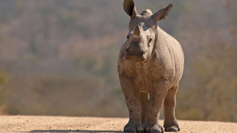 Young white rhino in balule nature reserve