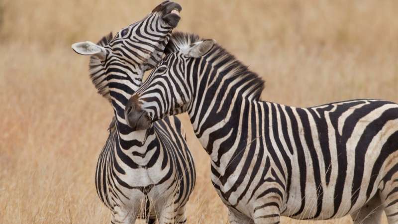 Game viewing in balule nature reserve with zebra in greater kruger