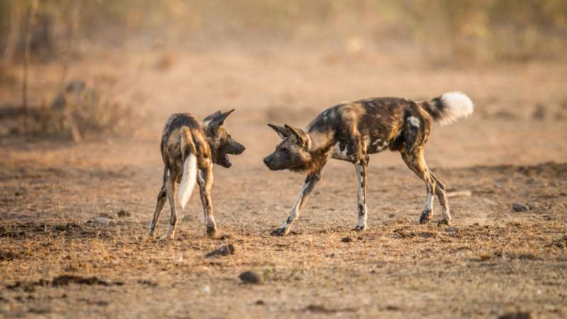 African wild dogs in Kruger