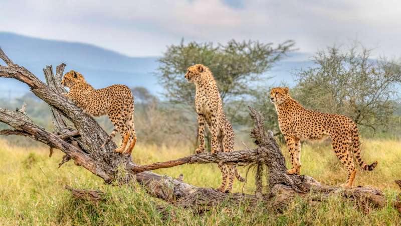 Cheetah in Kruger National Park 