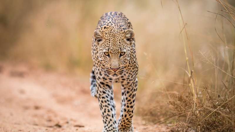 Leopard on Big 5 Kruger Safari
