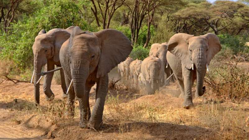 Kruger safari elephants