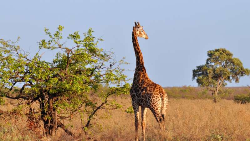 Kruger Park giraffe