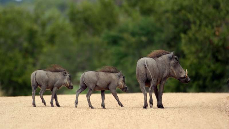 Warthogs in Kruger National Park 
