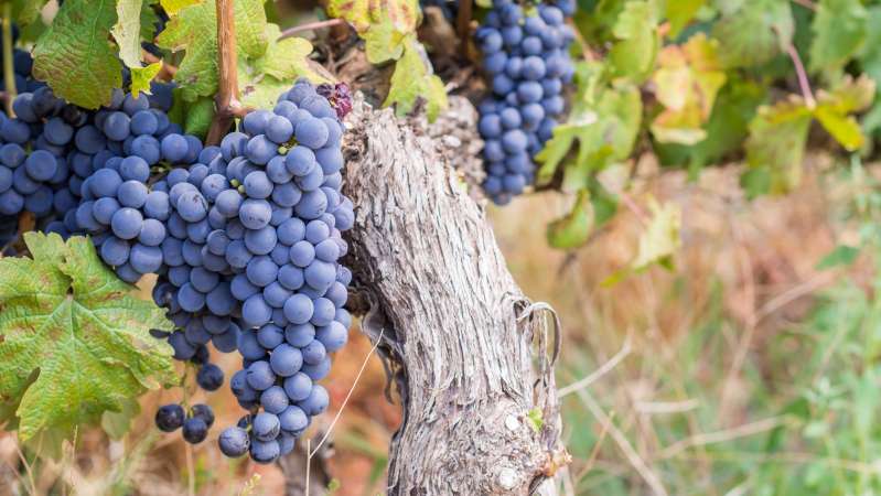 Red cabernet sauvignon grapes franschhoek