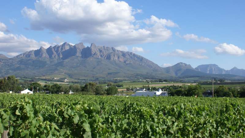 Vineyards cape winelands