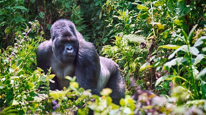 Gorilla trekking rwanda