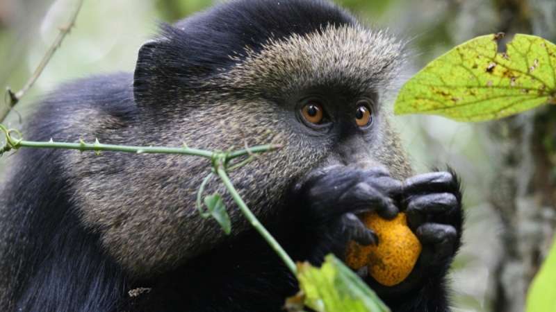 Rwanda golden monkey