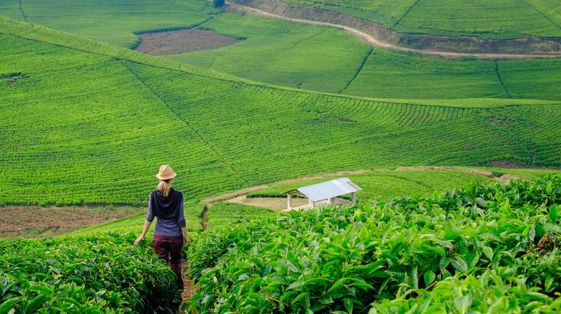 Tea plantaions in rwanda