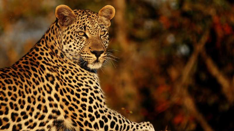 Leopard Big 5 Timbavati