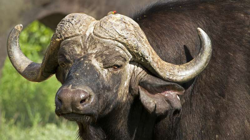 Big 5 Buffalo Timbavati Greater Kruger