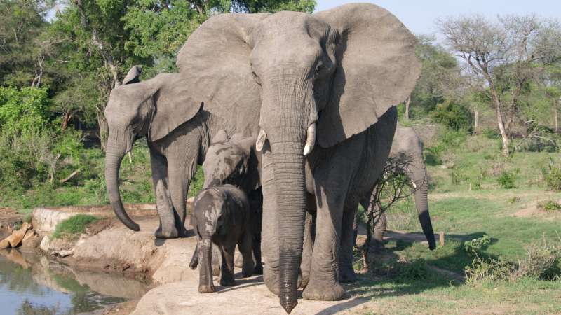 Timbavati in Greater Kruger