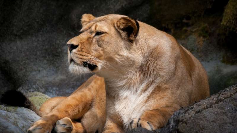 Lioness on a rock in timbavati
