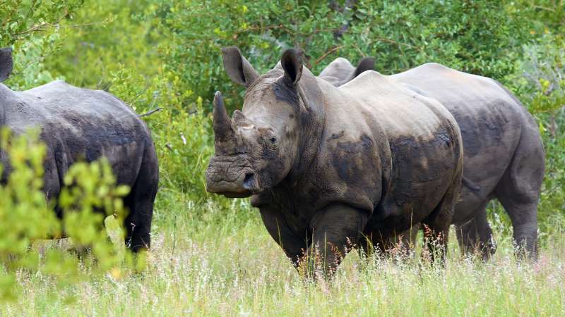 Timbavati game reserve white rhino