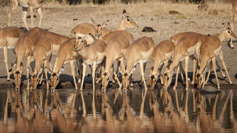 Timbavati impala herd drinking