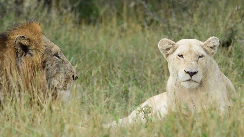 White lioness Timbavati 