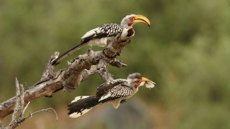 Yellow-billed hornbills timbavati private nature reserve