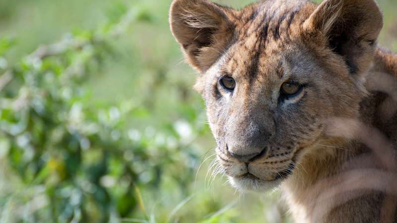 Lion Lake Nakuru