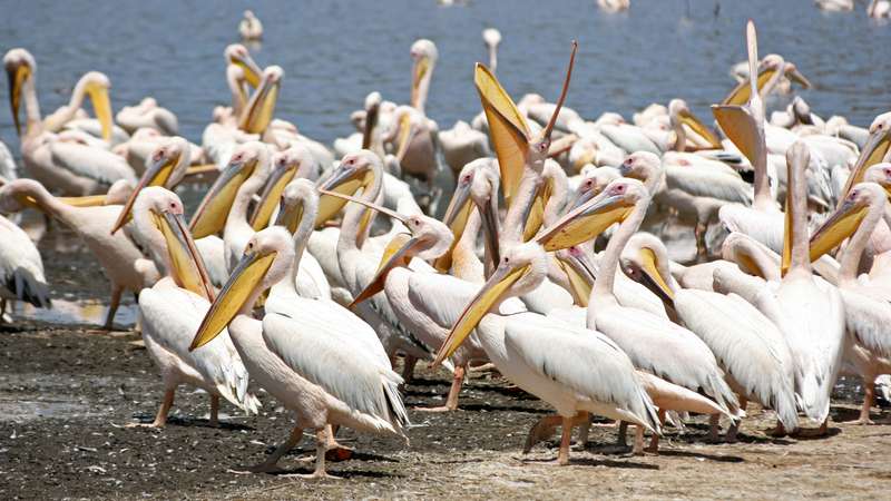 Excellent birding Lake Nakurur