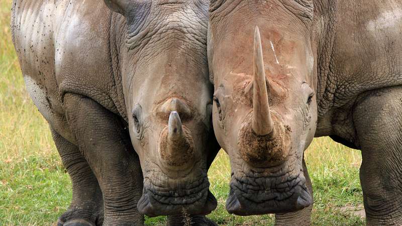 Rhinos at Lake Nakurur