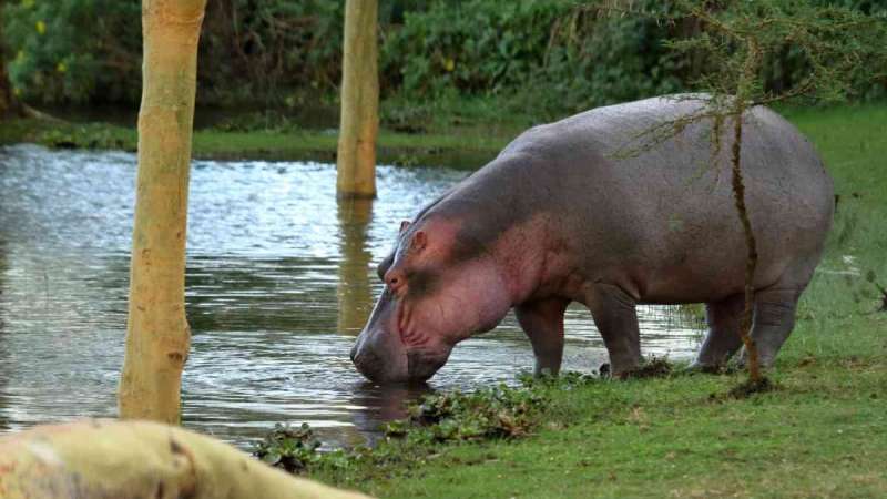 Hippo Lake Nakuru