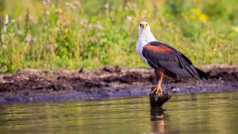 Lake Naivasha birdlife