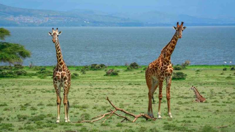 Lake naivasha giraffes