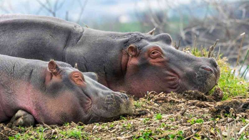 Hippos Lake Naivasha