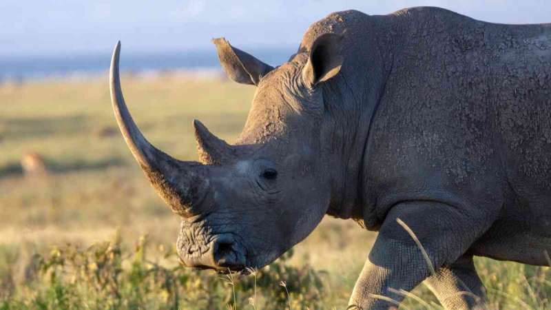 White rhino Lake Naivasha