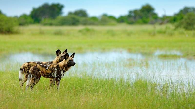 Wild dogs, Delta safari