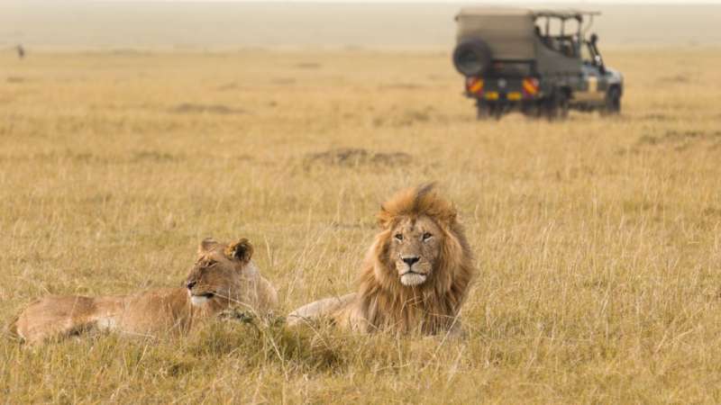 Kenya Masai MaraÃÂâÃÂÃÂÃÂàSafari lions