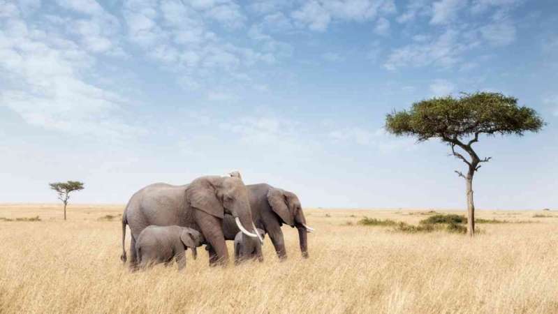 Mara Safari elephants
