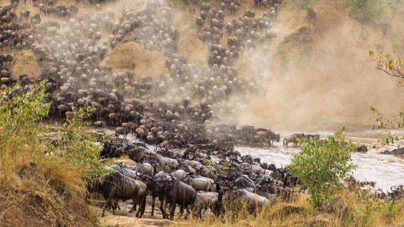 Great Migration Masai Mara