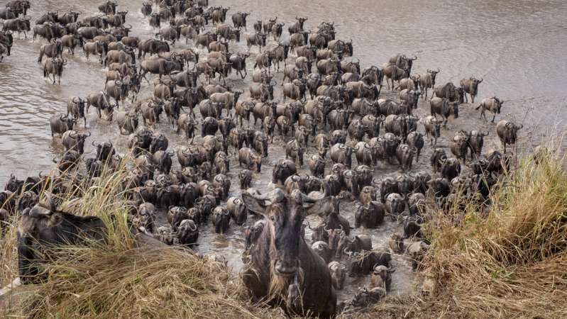 Wildebeest Migration crossing
