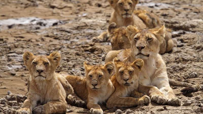 Lioness and cubs, Serengeti safari tour