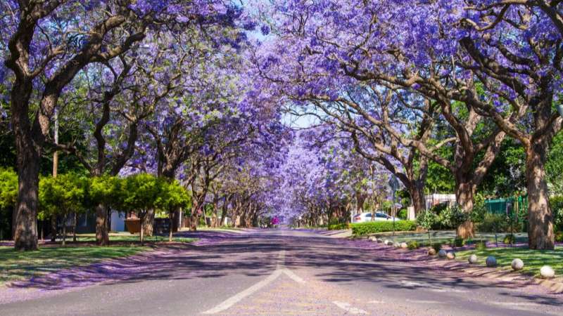 Pretoria jacaranda city