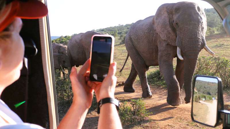 Addo safari on the garden route