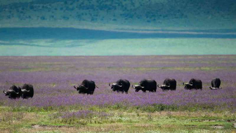 Buffalo in Ngorongoro Crater 