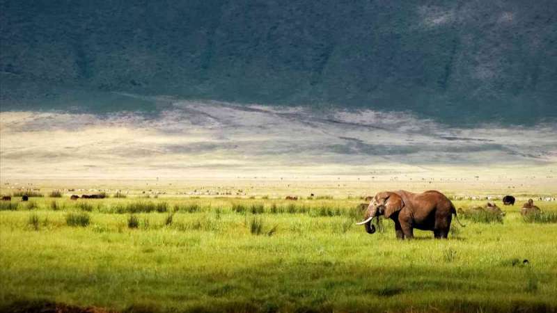 Elephant in Ngorongoro Crater, Tanzania