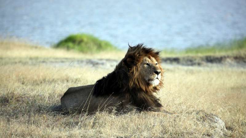 Ngorongoro Crater safari, lion