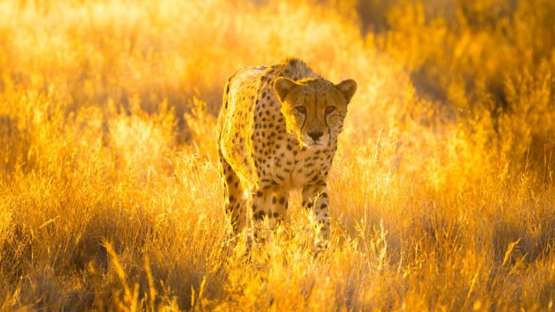 Etosha National Park Safari Guide, cheetah