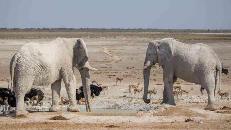 Etosha animals at waterhole