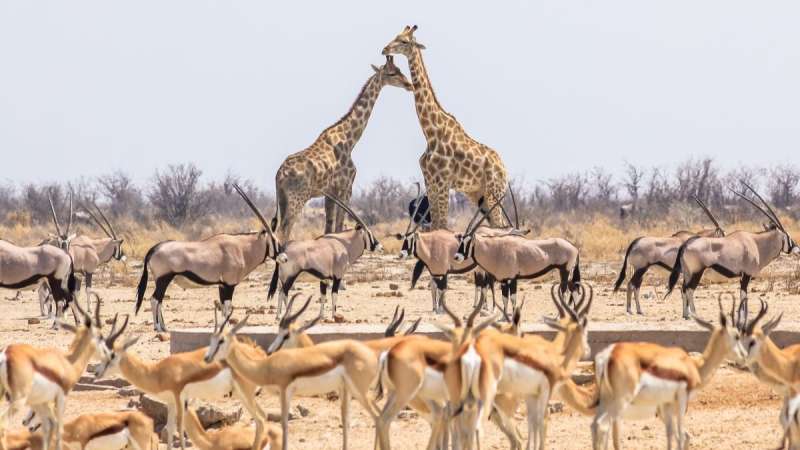 Etosha wildlife