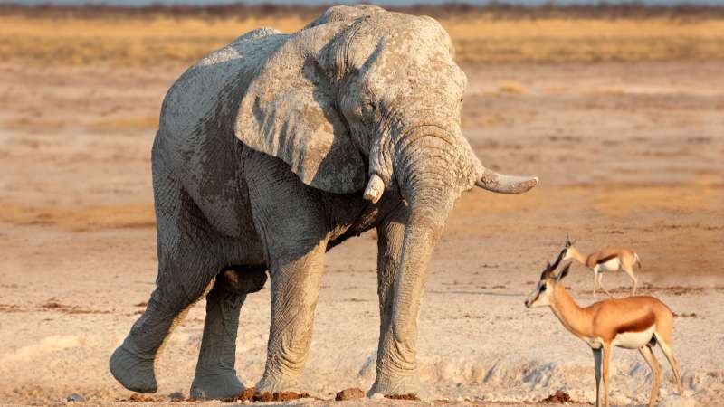 Etosha National Park Guide