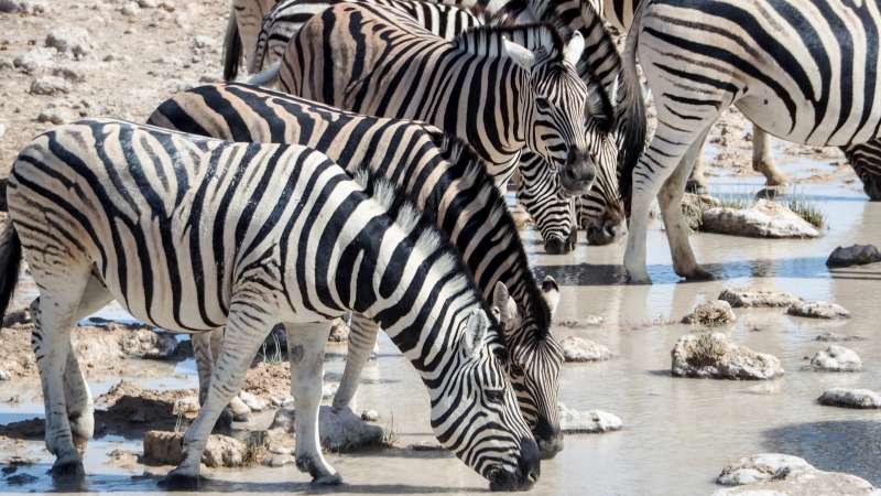 Zebra at Etosha pan